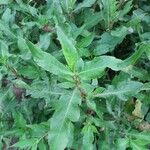 Hygrophila auriculata Leaf