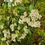 Pyracantha coccinea Квітка