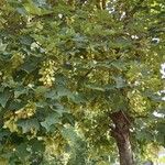 Acer pseudoplatanus Fruit