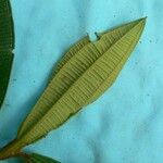 Miconia tschudyoides Leaf