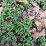 Galium circaezans Leaf