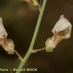 Acanthorrhinum ramosissimum Fruit