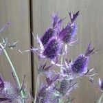 Eryngium leavenworthii Λουλούδι