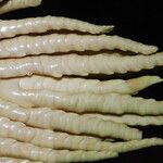 Raphia hookeri Flor