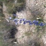 Delphinium gracile Flor
