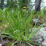 Bupleurum stellatum Leaf