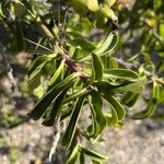 Rhodocactus grandifolius 叶