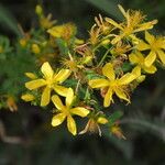 Hypericum × desetangsiiКвітка