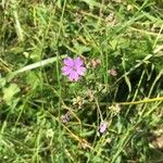 Geranium pyrenaicumKvět