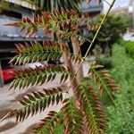 Jacaranda cuspidifolia Hoja