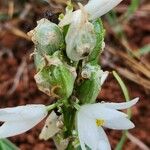 Chlorophytum tuberosum Vrucht