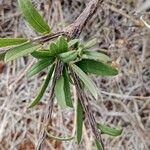 Boscia integrifolia Лист