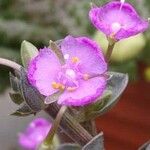 Callisia navicularis Virág