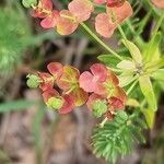 Euphorbia cyparissiasBlomma