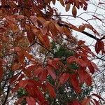 Oxydendrum arboreum Leaf