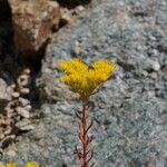 Petrosedum montanum Blüte