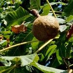 Aesculus pavia Fruit