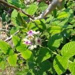 Rubus niveus 花
