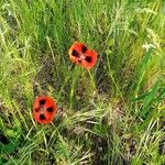 Papaver argemone Kukka