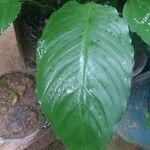 Spathiphyllum blandumЛист