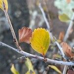 Cercocarpus montanus Foglia