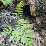 Botrychium virginianum Leaf