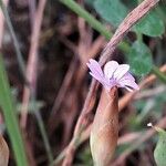 Petrorhagia prolifera Flower