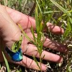 Euthamia occidentalis Hoja
