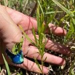 Euthamia occidentalis Blatt