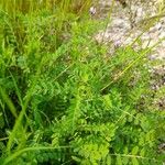 Astragalus asterias অন্যান্য