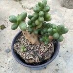 Sedum hernandezii List