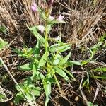 Cleome monophylla Blad