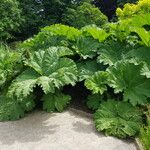 Gunnera tinctoria Blad