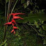 Heliconia secunda Цветок