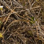 Pinguicula pumila Habitus