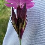 Dianthus carthusianorum Çiçek