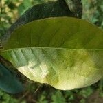 Petrea volubilis Leaf