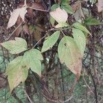 Clematis chrysocoma Hoja