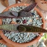Aloe macrocarpa Blatt