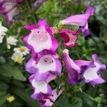 Penstemon hartwegii Çiçek