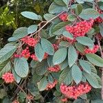 Cotoneaster coriaceus果