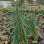 Euphorbia lathyris Blatt