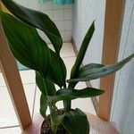 Strelitzia nicolai Φύλλο