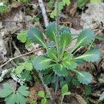 Saxifraga spathularis Blatt