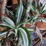 Dracaena bicolorLeaf