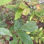 Vaccinium arboreum Leaf