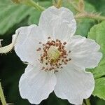 Rubus pruinosus 花