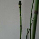 Equisetum giganteum Кара