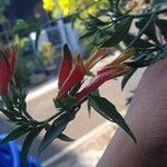 Clinacanthus nutans Flower