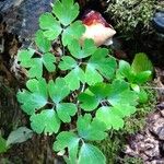 Aquilegia vulgaris Leaf